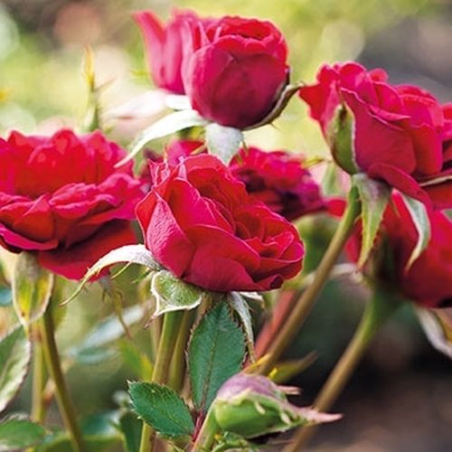 Rosa Mauve™ - vörös - Csokros virágú - magastörzsű rózsafa- bokros koronaforma